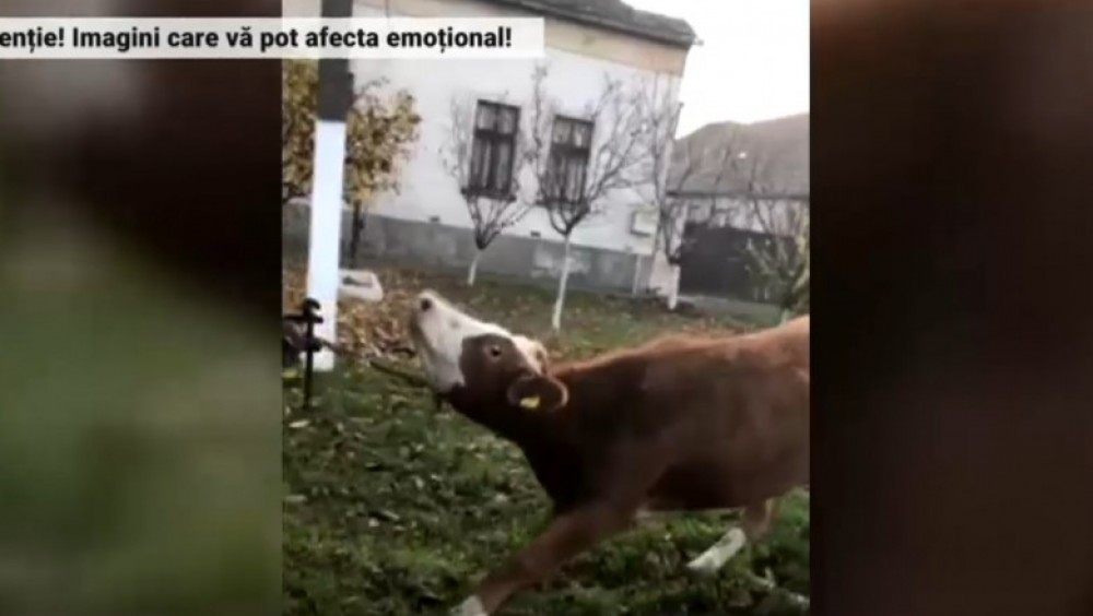 Imagini revoltătoare: O vacă a fost chinuită de stăpân. Bărbatul a tras cu tractorul animalul care se împotrivea